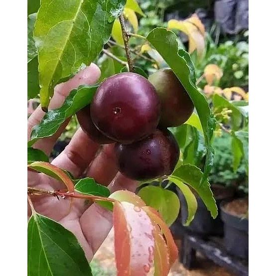 BIBIT TANAMAN BERKUALITAS BIBIT BUAH PLUM CEPAT BERBUAH HIJAU BIBIT JAYA