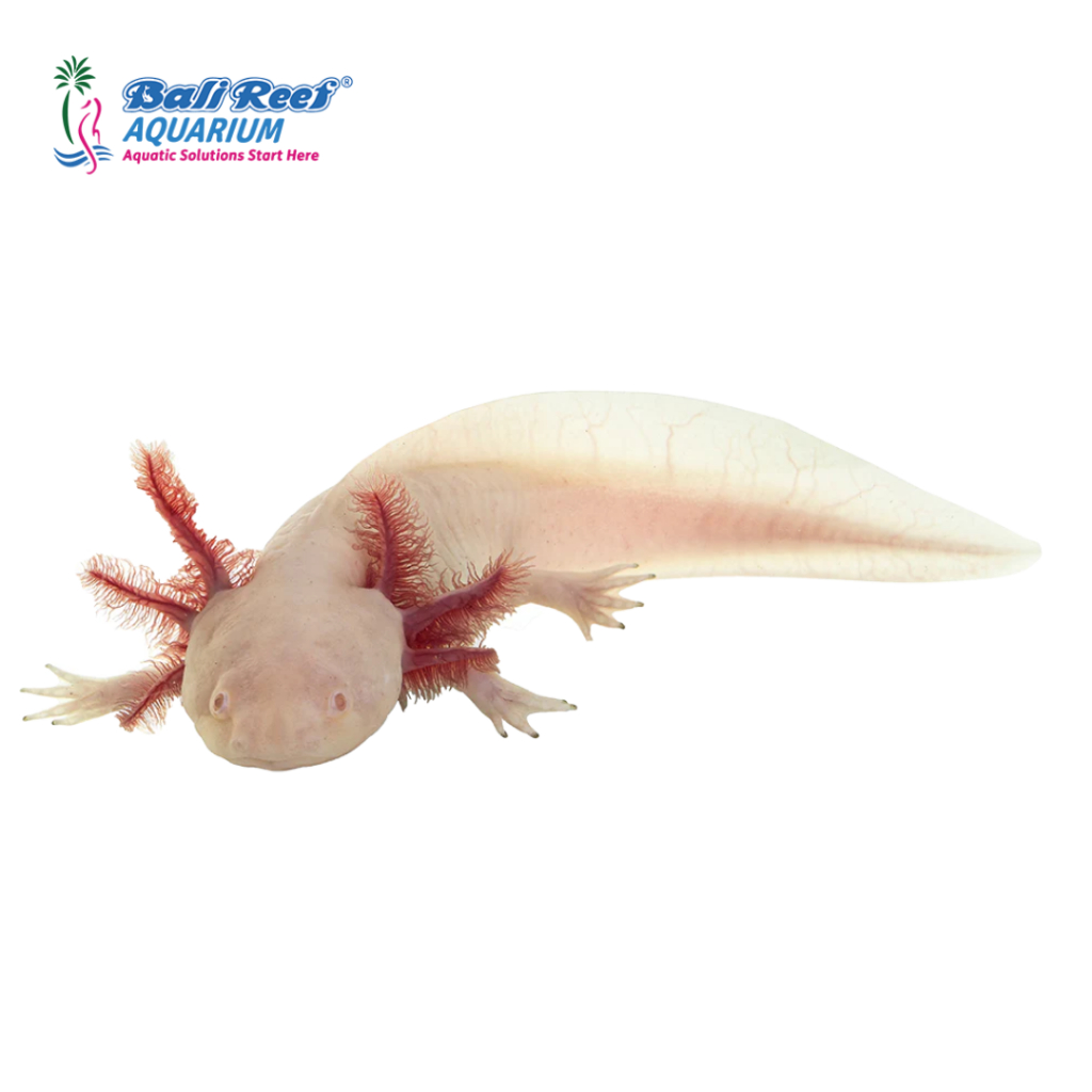 Axolotl Albino Hiasan Aquarium Ikan Salamander Size Besar