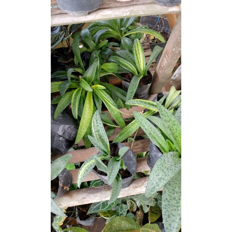 bunga lidah katak farigata