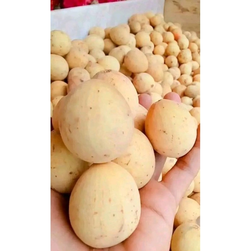 

#BuahdukusegarasliWonosobo