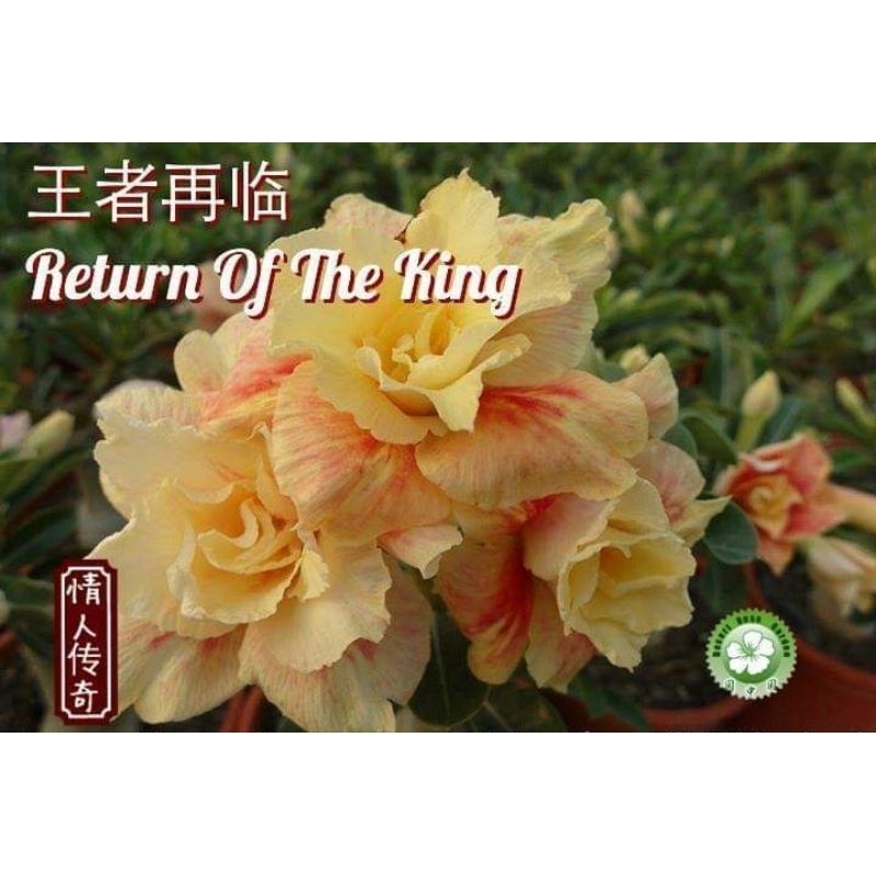 Adenium bunga tumpuk "Return of the king"