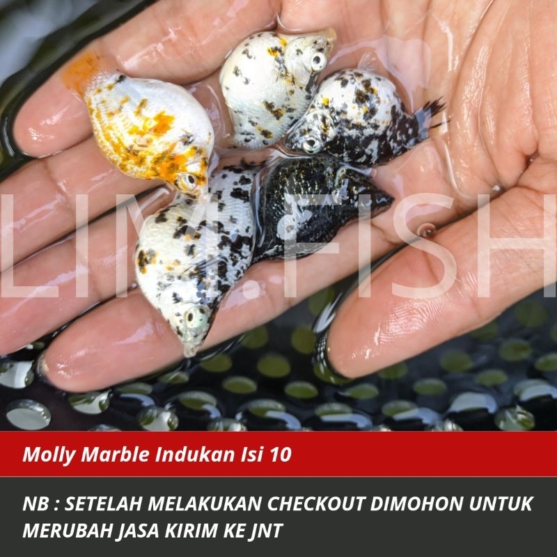 Hiasan Aquarium Molly Marble Indukan Isi 10 Bonus 1 Ekor