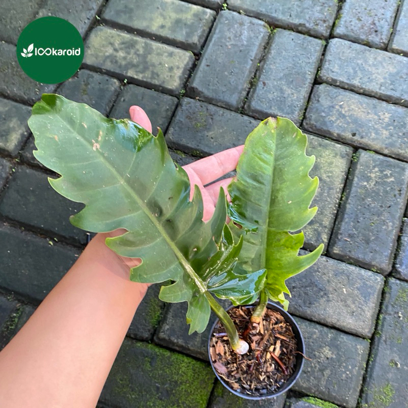 Tanaman Hias Philodendron Green Saw Variegata | Philo Green Saw Varigata