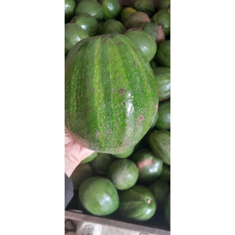 

Alpukat Jumbo