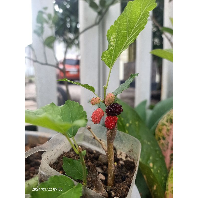 Pohon buah murbei bonsai genjah