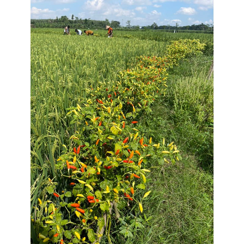 

Cabai rawit khusus galengan padi varietas lokal