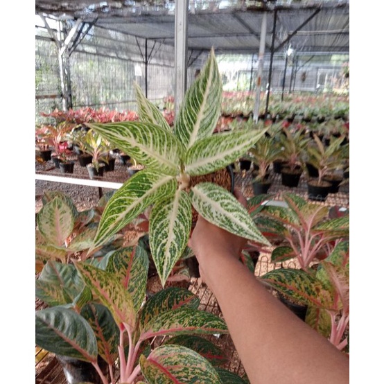 PROMO AGLONEMA  Aglaonema White Legacy  Aglonema Legacy White