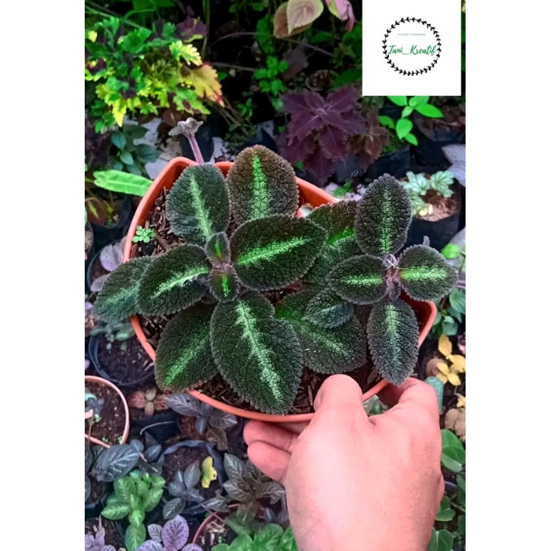 Episcia Blue Nile (Sudah Bersulur)
