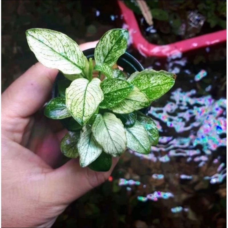 anubias pinto