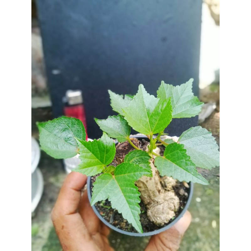 waru India shito mutasi sesuai di foto