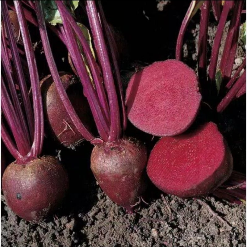 

buah bet beetroot buah segar obat herbal kaya manfaat