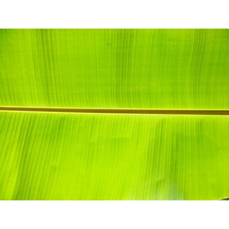

daun pisang Serba guna