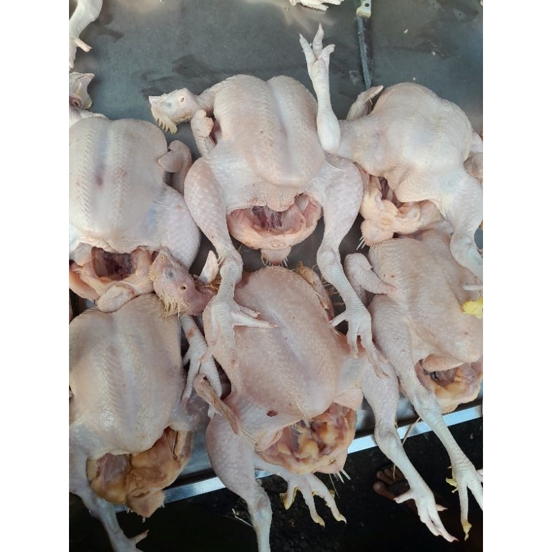 

Ayam Negri Potong ukuran 1300g