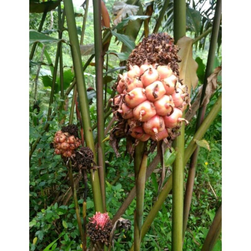 

TERLARIS buah honje segar 1kg