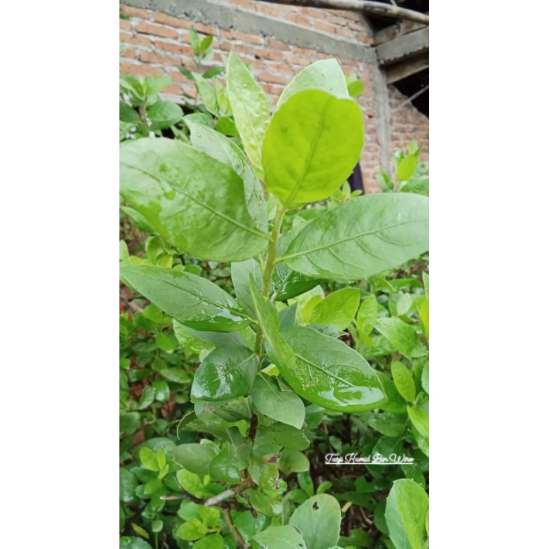 

Daun Beluntas 100 gram