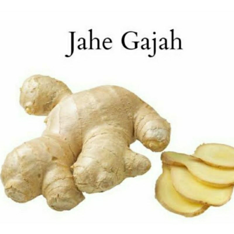 

JAHE GAJAH BERKUALITAS