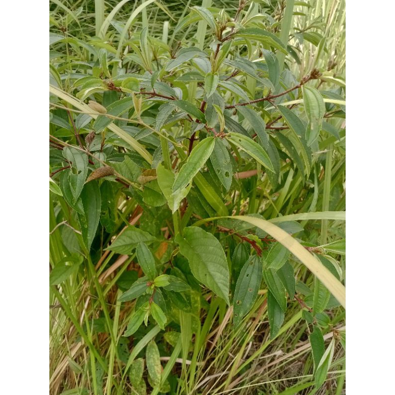 

Daun Senggani segar, ka order langsung kita petik dari kebon atau hutan