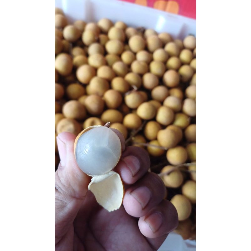 

Lengkeng bangkok GOLD 1kg