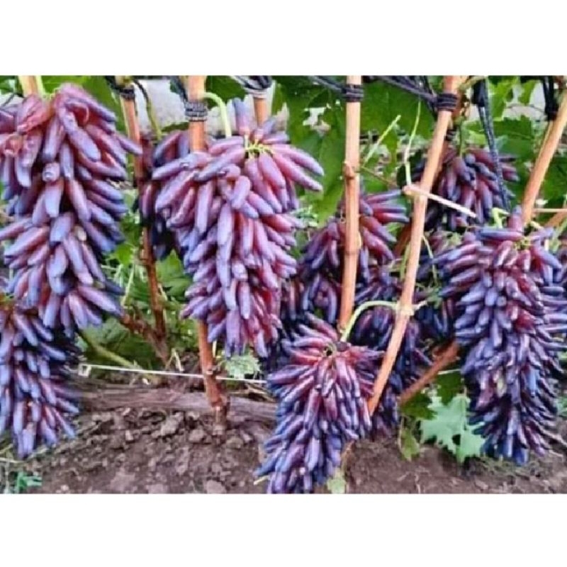 Bibit anggur import jari jari(beli1gratis1)