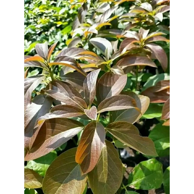 BIBIT ALPUKAT RED VIETNAM SIAP BERBUNGA