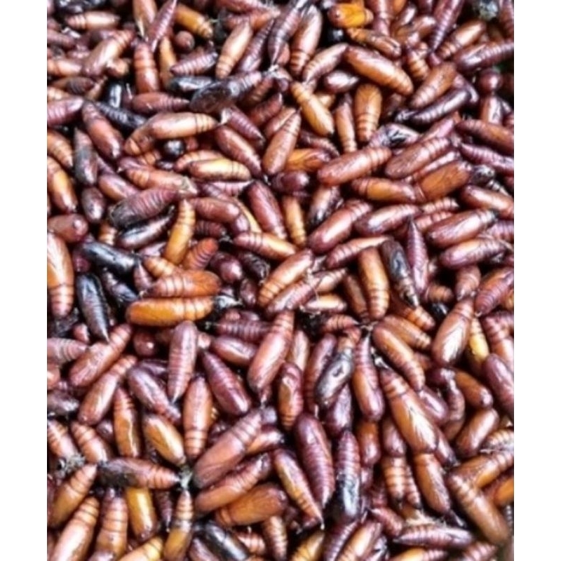 

Entung jati Goreng Wonogiri,sangat lezat di temani nasi dan sambal,40 gram