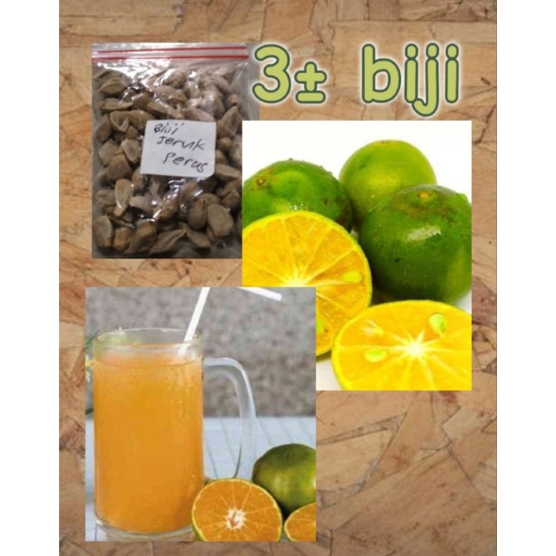 

Benih Jeruk Peras isi 3± biji