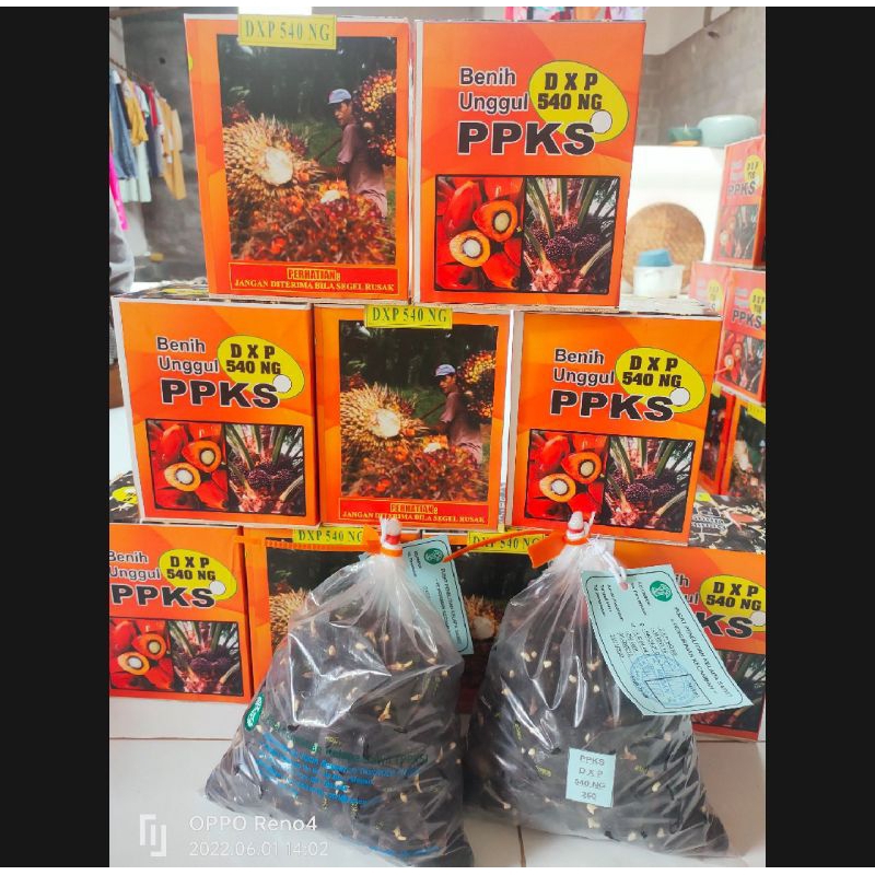 Free sertifikat Benih Bibit Polong Sawit PPKS DXP 239 ASLI
