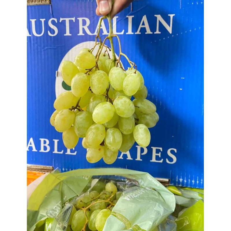 

Anggur Hijau Greet Green Australia Seedless 1 Pack - gudangbuahnusantara
