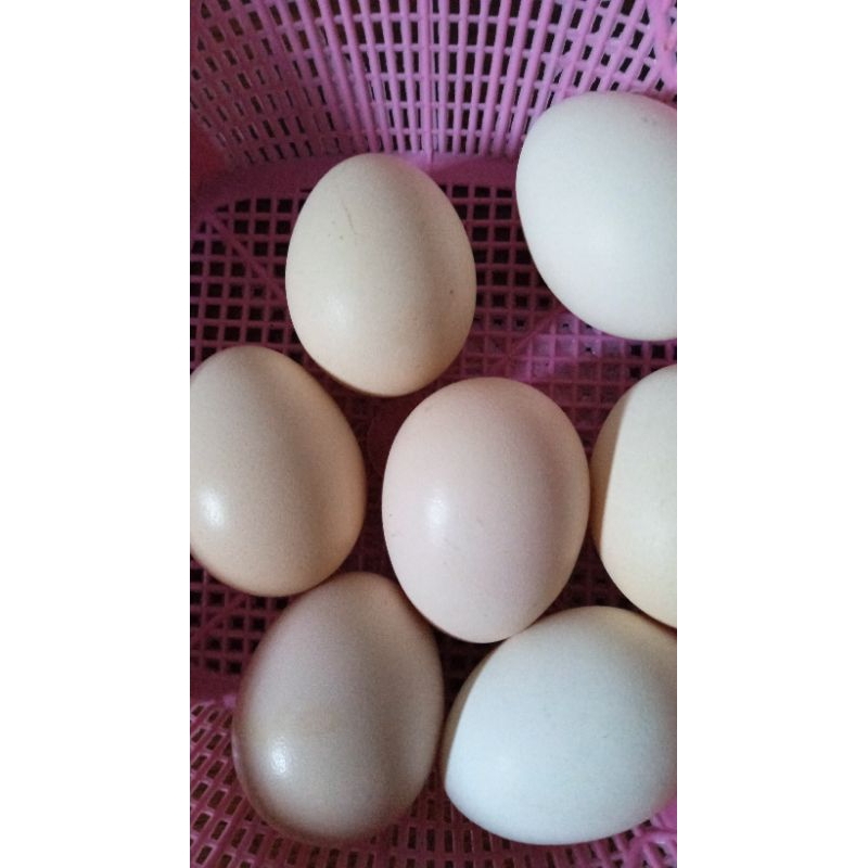 

telur jawa ayam kampung asli 1 butir 26 rb