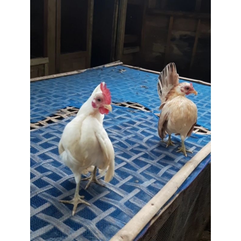 Ayam Serama Sepasang Siapan Usia 5 Bulan- Free Ongkir Kereta