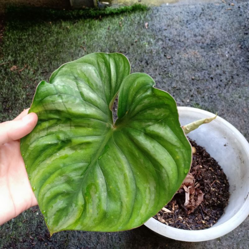 Philodendron plowmanii round form