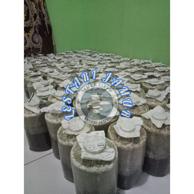 

BAGLOG JAMUR TIRAM PUTIH & COKLAT, UKURAN 20X35 CM, BERAT 1,4/1,5 KG