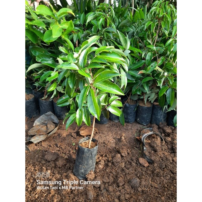 Tanaman Leci Merah 1 METER UP BATANG BESAR
