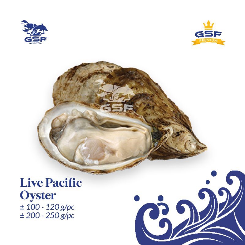 

Live Pasific Oyster I Kerang Oyster Pasifik I Kerang Oyster Import