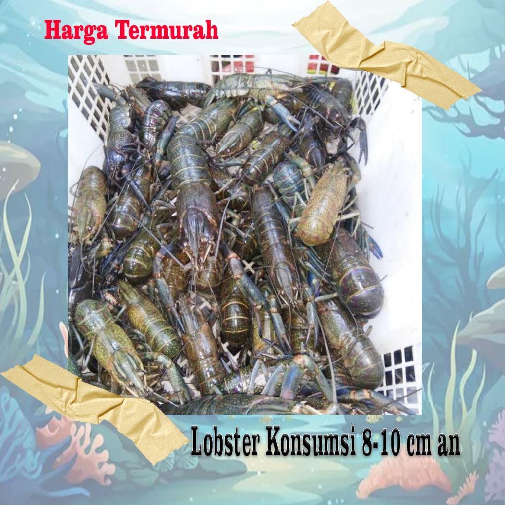 

bibit lobster air tawar konsumsi - lobster konsumsi - lobster seafood berkualitas super
