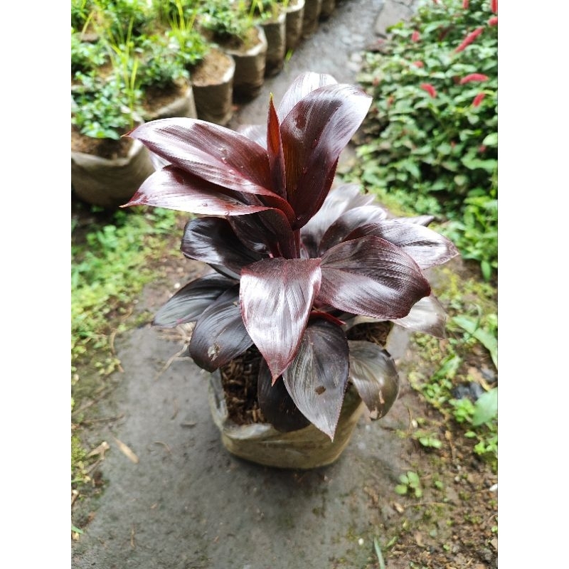 tanaman hanjuang mini merah