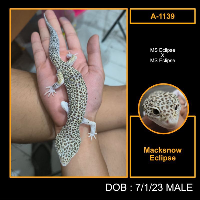 Leopard Gecko Macksnow Eclipse