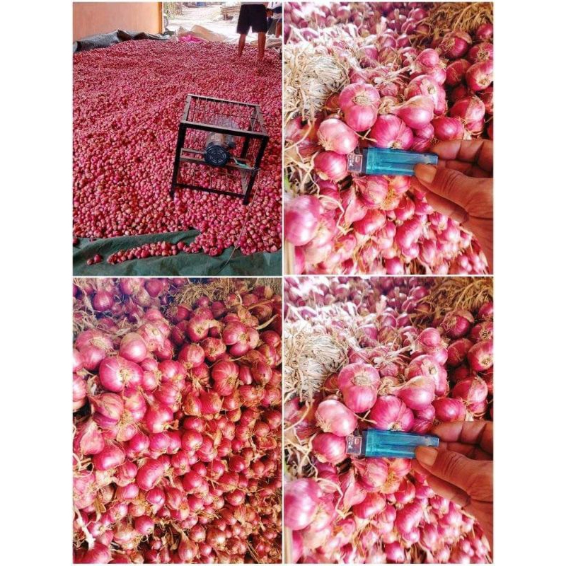 

BAWANG MERAH PROBOLINGGO