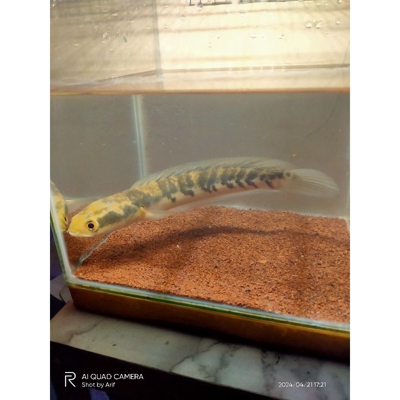 Maru Yellow Sentarum