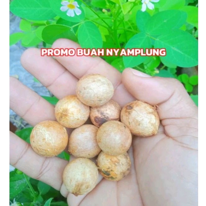 Buah Nyamplung (ISI 10 BIJI) - Biji Nyamplung - Bibit Nyamplung