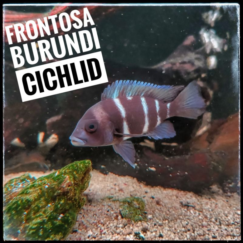 Frontosa Burundi Cichlid