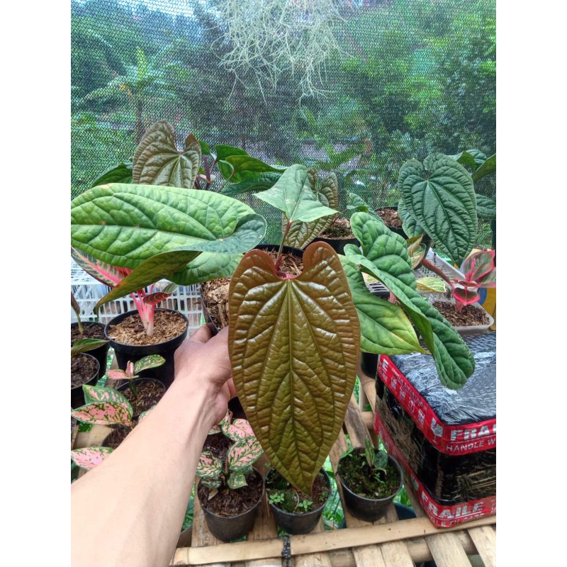 Anthurium sirih