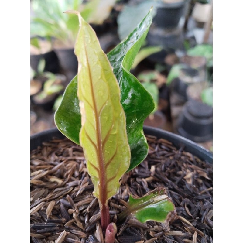 anthurium paketan 2 pohon obor merah dan sweta varigata o