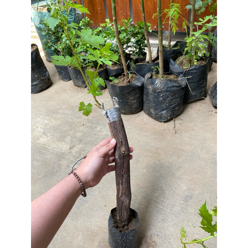 BIBIT ANGGUR IMPORT GRAFTING BATANG BESAR SEMUA JENIS