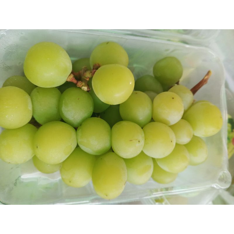 

Anggur shine Muscat 500gram