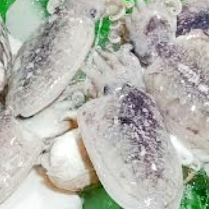 

Balakutak / sotong segar