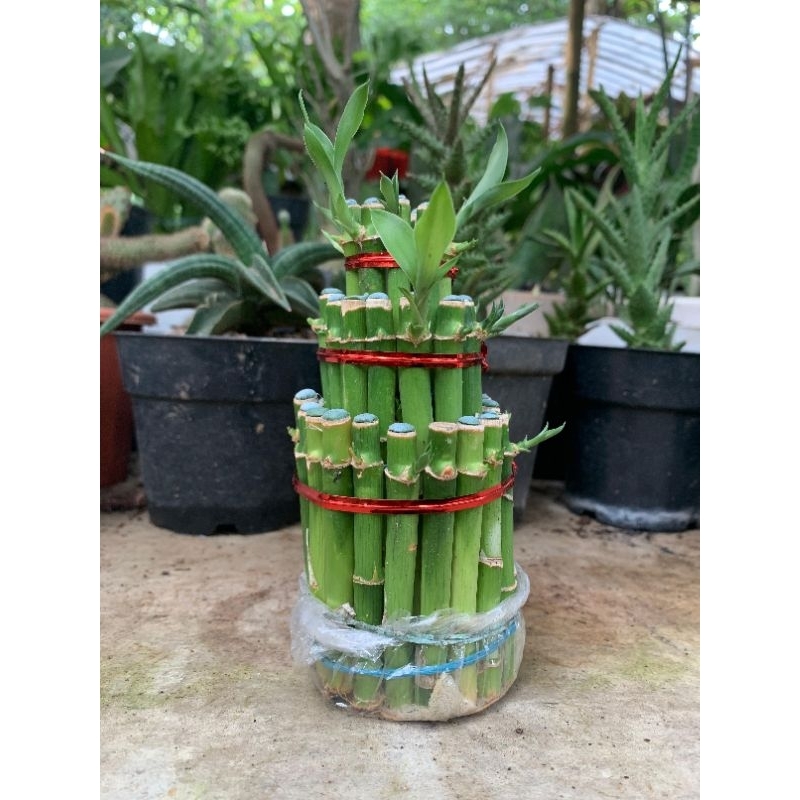 sri rezeki (bambu hoki)