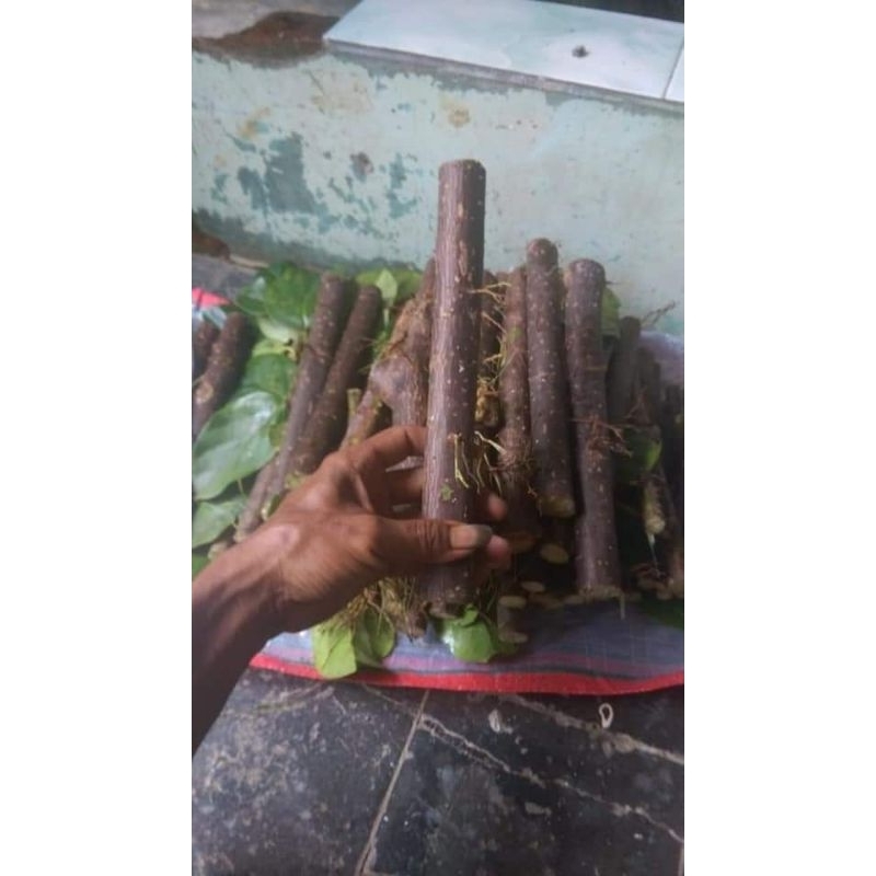 Bibit stek cincau hijau perdu - bibit daun cincau perdu stek ready tiap hari