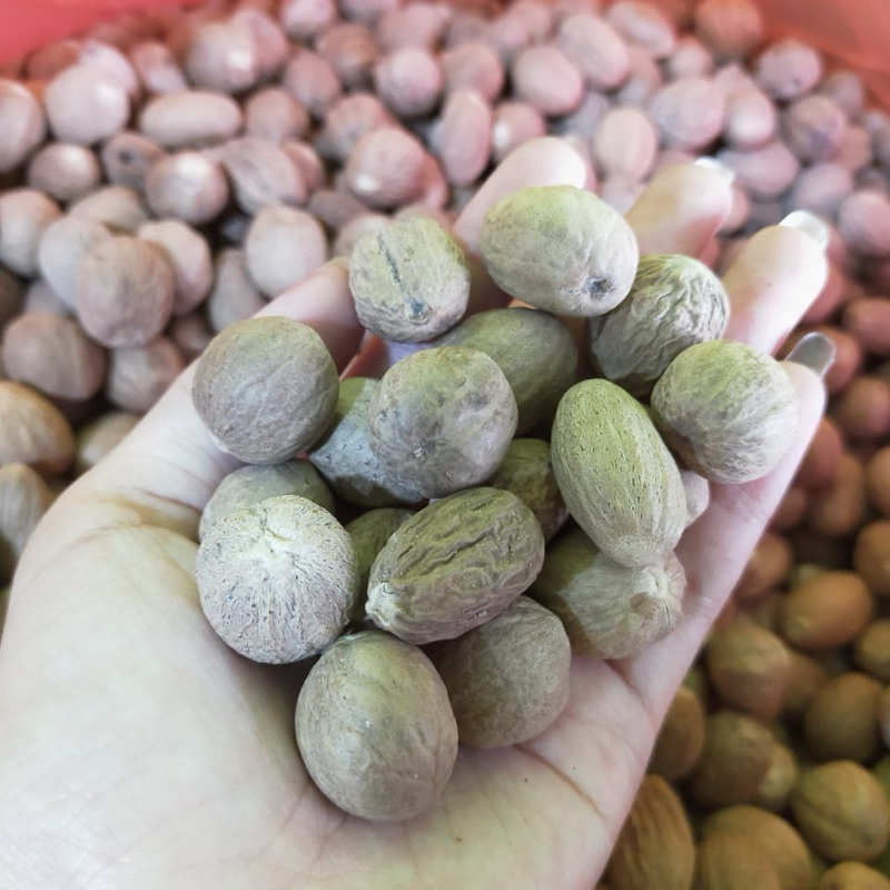 

Biji Pala Super 1 Kg 1000gram Utuh Dijamin Fresh