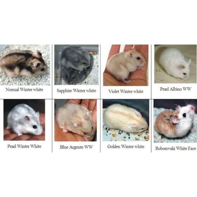 Hamster Winter White || Tiger/Normal, Blue Argente, Saphire, Golden